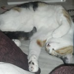 Callie looking comfy.